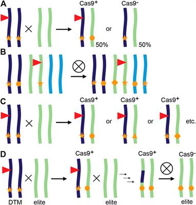 Mini-Review: Transgenerational CRISPR/Cas9 Gene Editing in Plants